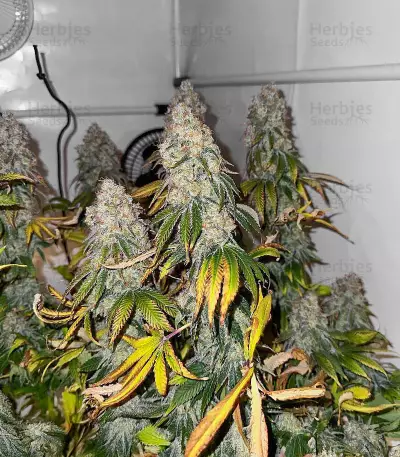 The White Fire OG feminisierte Samen (Seedkeepers)