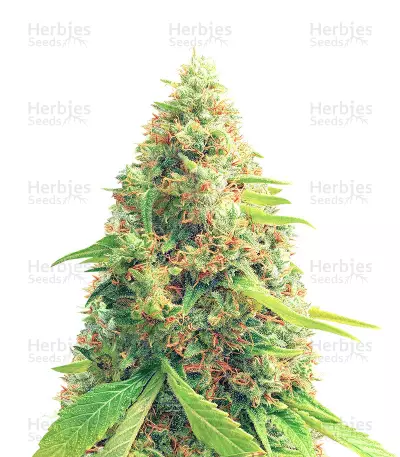 Red Diesel (Barney's Farm) Cannabis-Samen