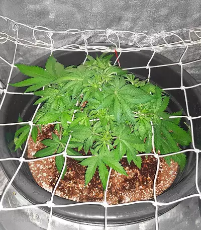 22 (Cali Connection Seeds) Cannabis-Samen