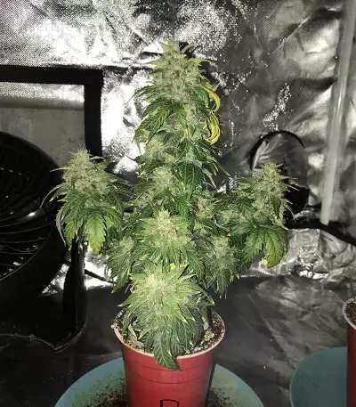 Original Auto Russian (Fast Buds) Cannabis-Samen