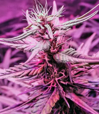 Desfrán (Dutch Passion) Cannabis-Samen