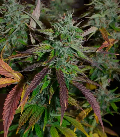 Auto Banana Blaze (Dutch Passion) Cannabis-Samen