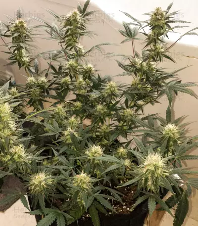 Auto New York City Diesel (Advanced Seeds) Cannabis-Samen