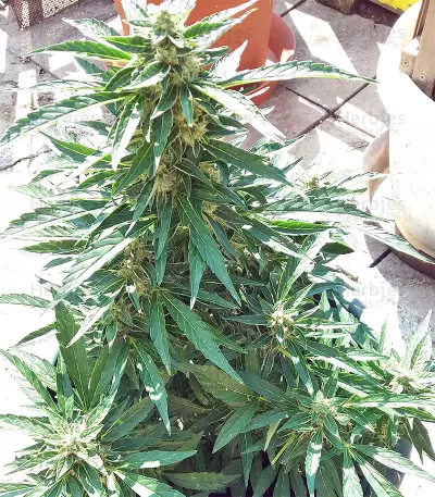 BCN Power Plant Autoflower (Seedstockers) Cannabis-Samen