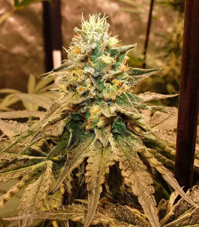 Baklava cannabis strain
