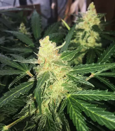 Buddha Deimos Auto regular (Buddha Seeds) Cannabis-Samen