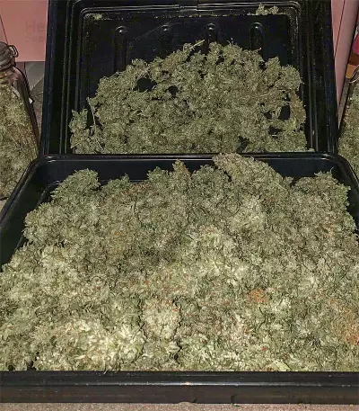 Candy Kush Auto (Auto Seeds) Cannabis-Samen