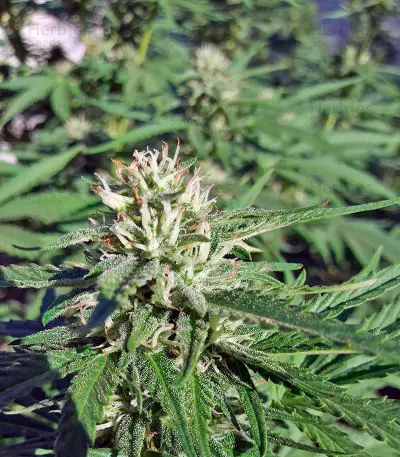 Chocolate Mint OG (Humboldt Seeds Organization) Cannabis-Samen