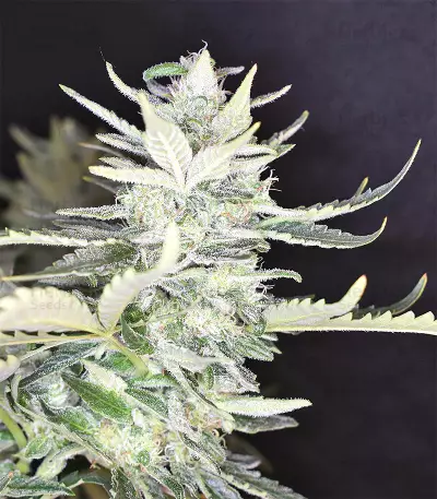 Destroyer (CannaBioGen) Cannabis-Samen
