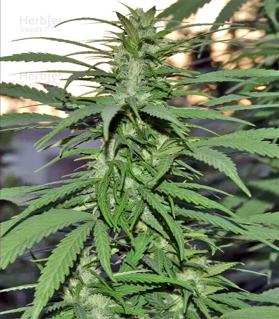 Destroyer (CannaBioGen) Cannabis-Samen