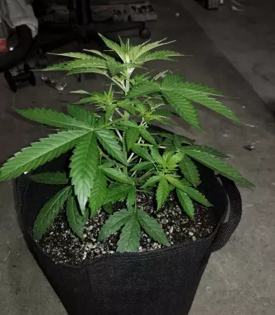 Diesel Auto (G13 Labs) Cannabis-Samen