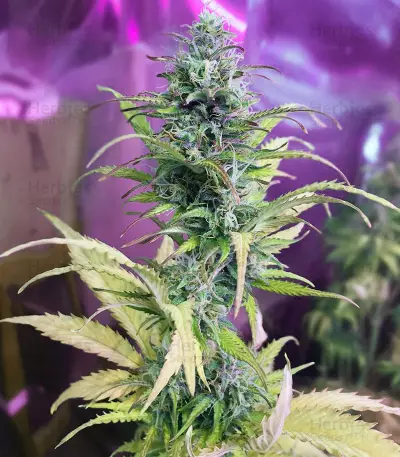 Early Bird Skunk (Sagarmatha Seeds) Cannabis-Samen