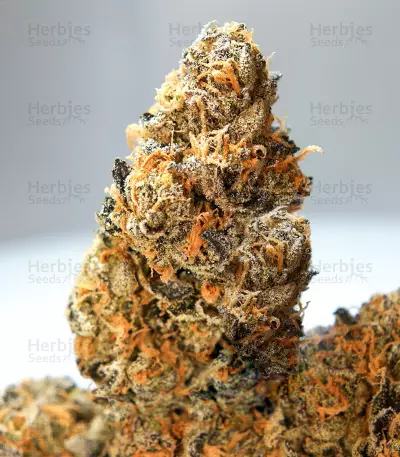 French Cookies (T.H. Seeds) Cannabis-Samen