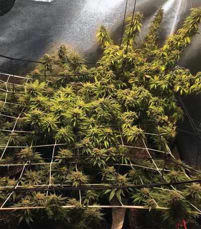 Fruity Pebbles (Tropical Nuggets) (Blackskull Seeds) Cannabis-Samen