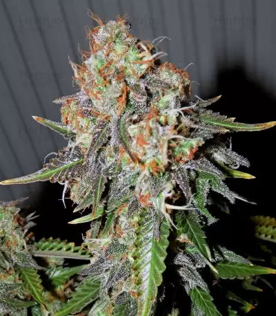 Gelato Auto (Original Sensible Seeds) Cannabis-Samen