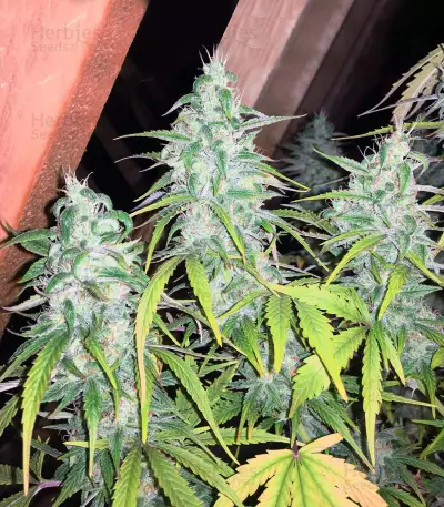 Juicy Lucy Auto (Auto Seeds) Cannabis-Samen