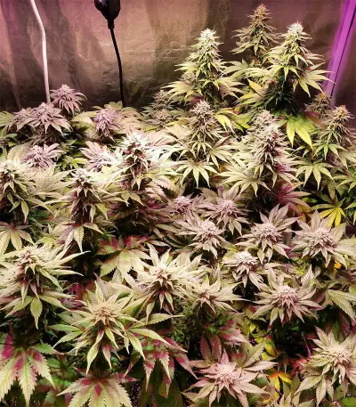Kali China (Ace Seeds) Cannabis-Samen