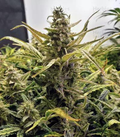 LSD Auto (Barney's Farm) Cannabis-Samen