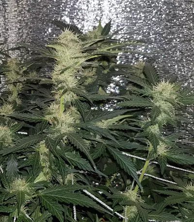 Lemon AK Auto feminisierte Samen (Fast Buds)
