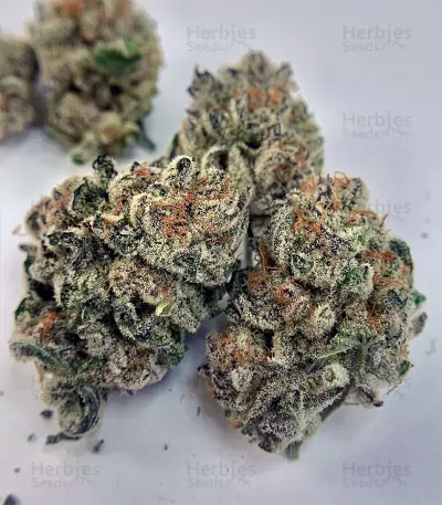 Purple Punch (Seedstockers) Cannabis-Samen