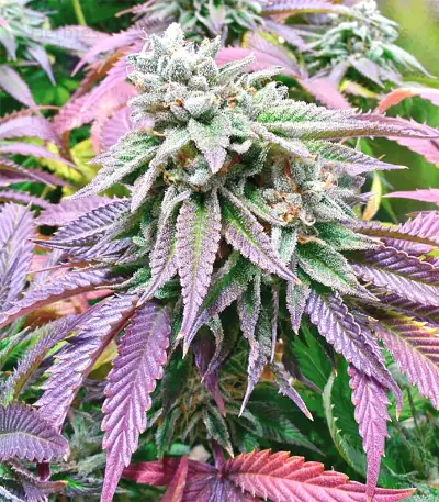 Sherbet (Seedstockers) Cannabis-Samen