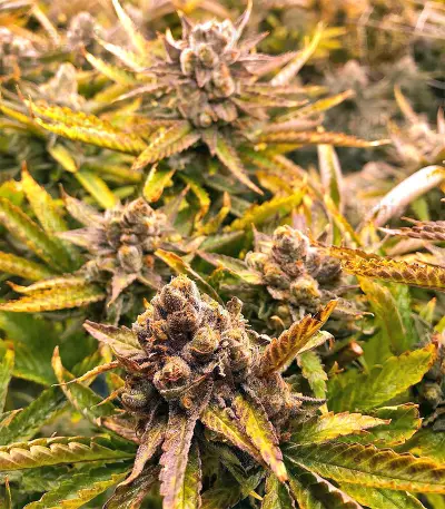 Strawberry Banana (Big Head Seeds) Cannabis-Samen