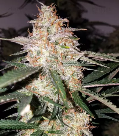 Toof Decay Auto (Mephisto Genetics) Cannabis-Samen