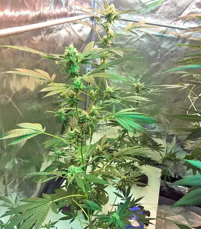 Wedding Cake (Big Head Seeds) Cannabis-Samen