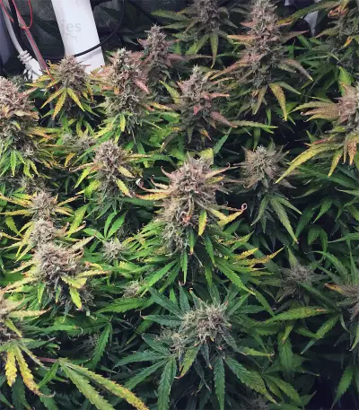 Wild Thailand (World of Seeds) Cannabis-Samen