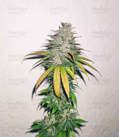 Afghan Kush Regular (World of Seeds) Cannabis-Samen