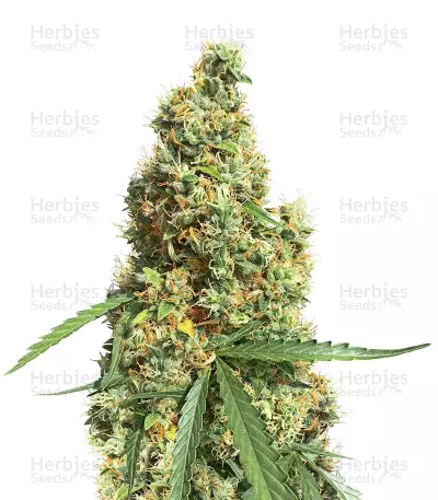 AK420 Autoflower (Seedstockers) Cannabis-Samen