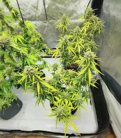 Also Know 47 Autoflower feminisierte Samen (Seedkeepers)