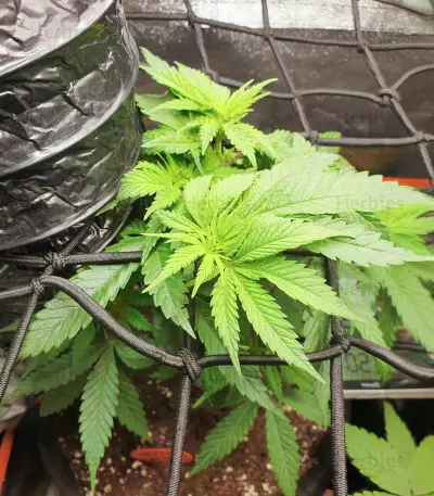Bubblegum (Kera Seeds) Cannabis-Samen