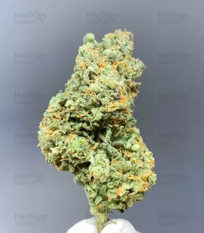Delicious Cookies Early Version feminisierte Samen (Delicious Seeds)
