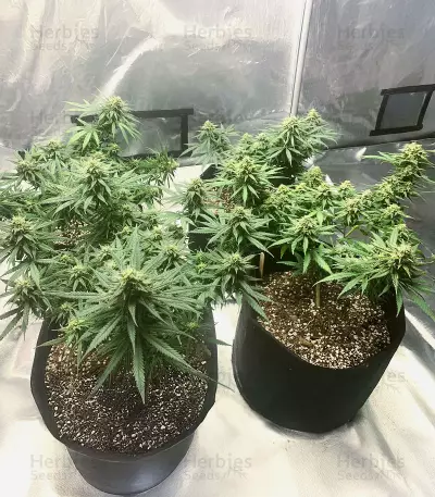 Edam Bomb (Cheese Bomb) (Bomb Seeds) Cannabis-Samen