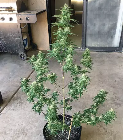 Girl Scout Cookies Auto (Auto Seeds) Cannabis-Samen