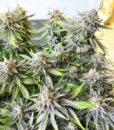 Grandaddy Banner feminisierte Samen (AlphaFem Seeds)
