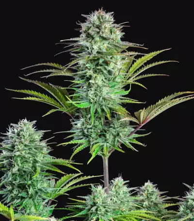 Kosher Cake Auto feminisierte Samen (Fast Buds)