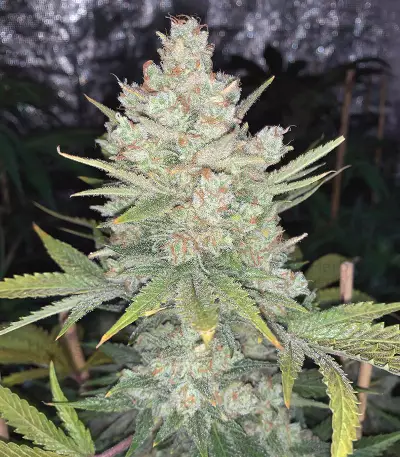 Original Auto OG Kush (Fast Buds) Cannabis-Samen