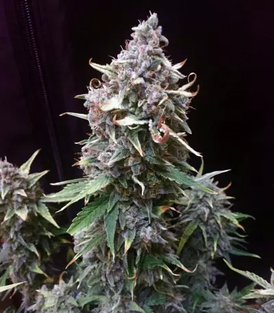 Quick Gorilla (Dinafem Seeds) Cannabis-Samen