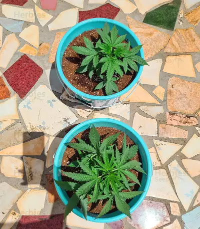 Respect 4 Gorilla (Expert Seeds) Cannabis-Samen