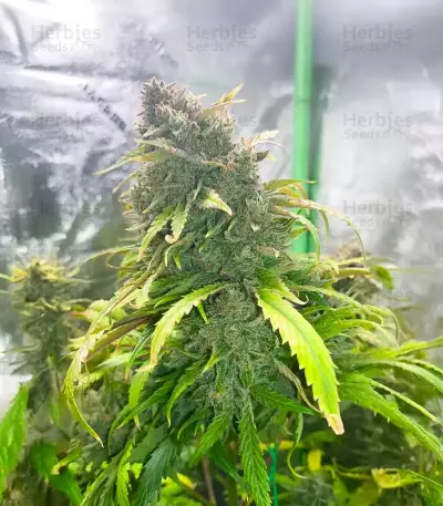 3 Bears OG Auto (Mephisto Genetics) Cannabis-Samen