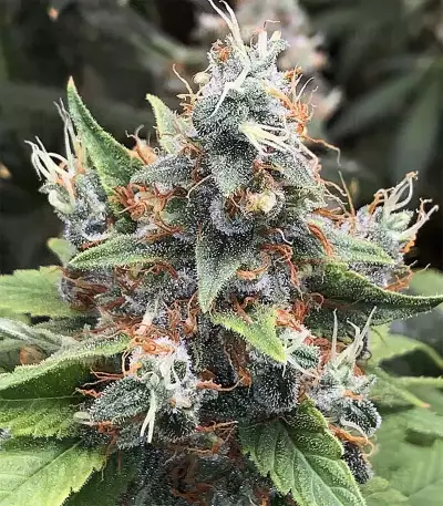 Acapulco Gold feminisiertes Saatgut (Barney's Farm)
