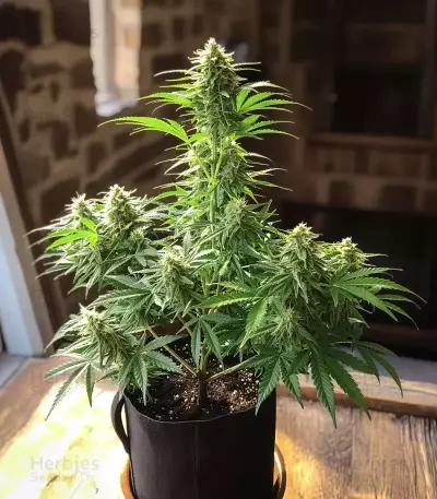 Amnesia Haze Auto Samen feminisiert (Barney's Farm)