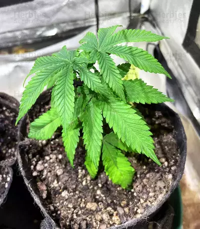 Banana Sherbet feminisiertes Saatgut