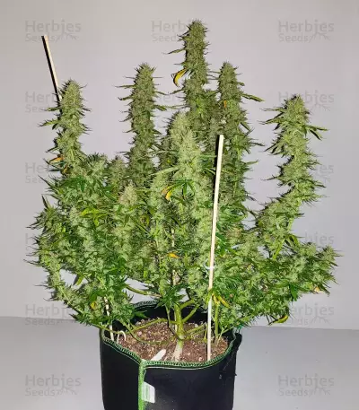 Brain's Escape (K.C. Brains Seeds) Cannabis-Samen