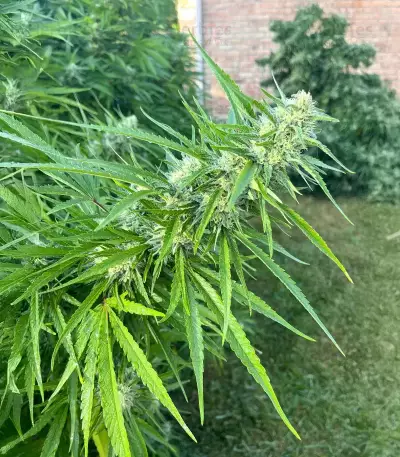 Chemdog Fast Version feminisierte Samen (Seedkeepers)