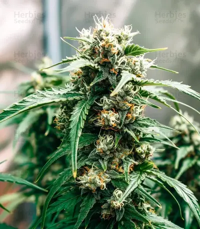 Diesel Matic Auto (Blackskull Seeds) Cannabis-Samen