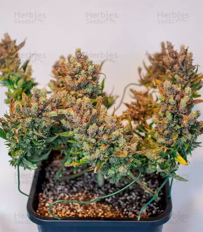 Gelato Auto feminisierte Samen (Fast Buds)