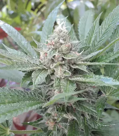 Gorilla Girl (Sweet Seeds) Cannabis-Samen